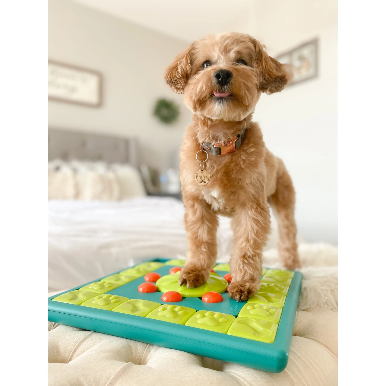 Nina Ottosson Multipuzzle Niveau 4 - udfordrende aktivitetslegetøj til hunde